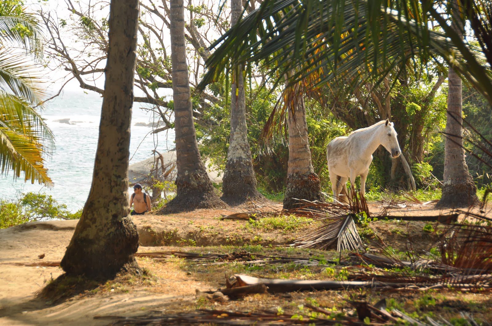 Wild horse Tayrona National Park Colombia