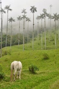 hiking the Valle de Cocora