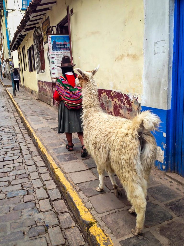 llamas in Cusco Peru