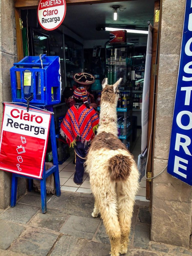 llamas in Cusco Peru