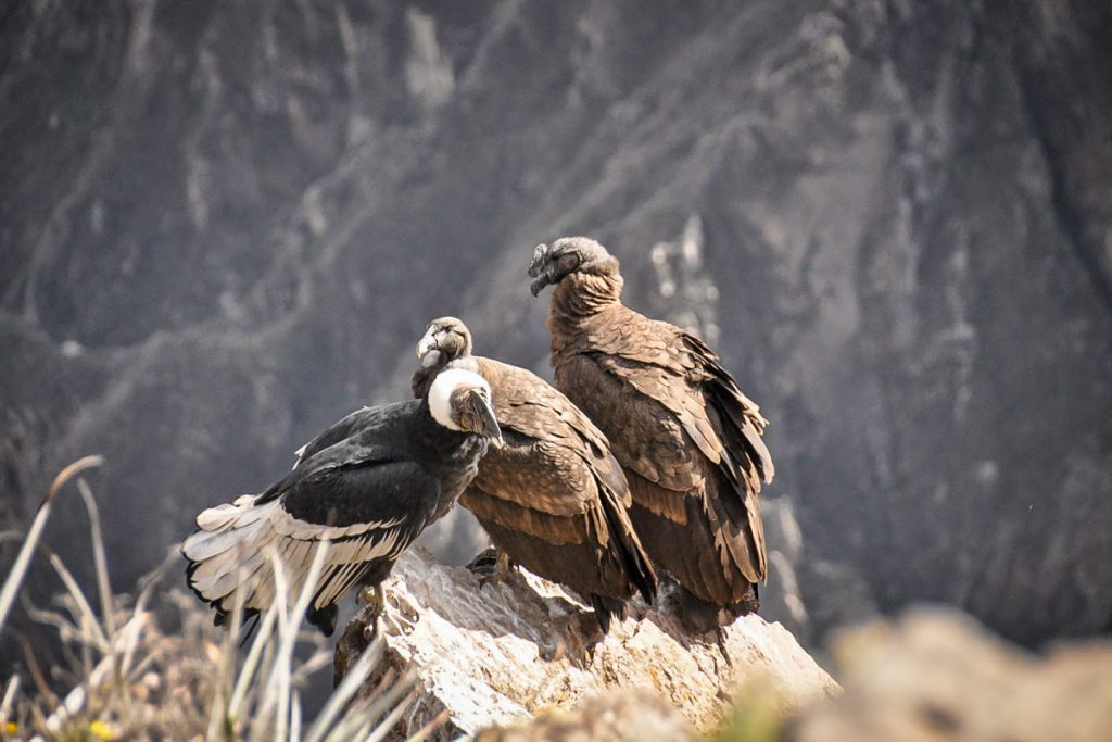 Condors at the viewpoint at Colca Canyon
