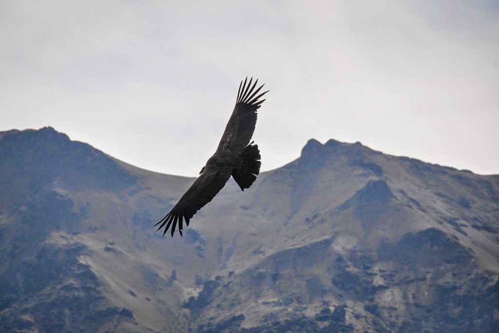 Condor in Colca Canyon Peru