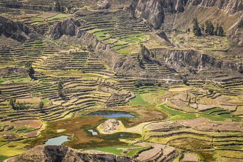 Colca Canyon Peru