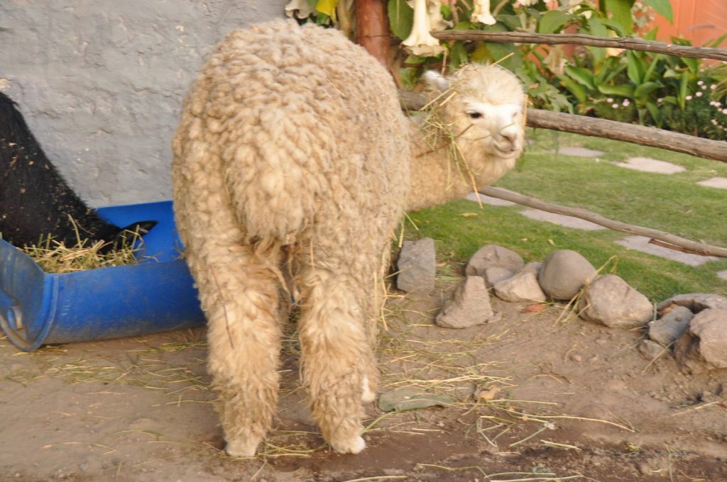 Alpacas in Arequipa Peru