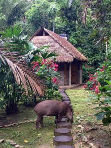 Amazon Jungle Bolivia | Two Wandering SOles