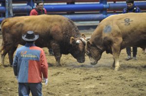 Korean Bullfighting | Two Wandering Soles