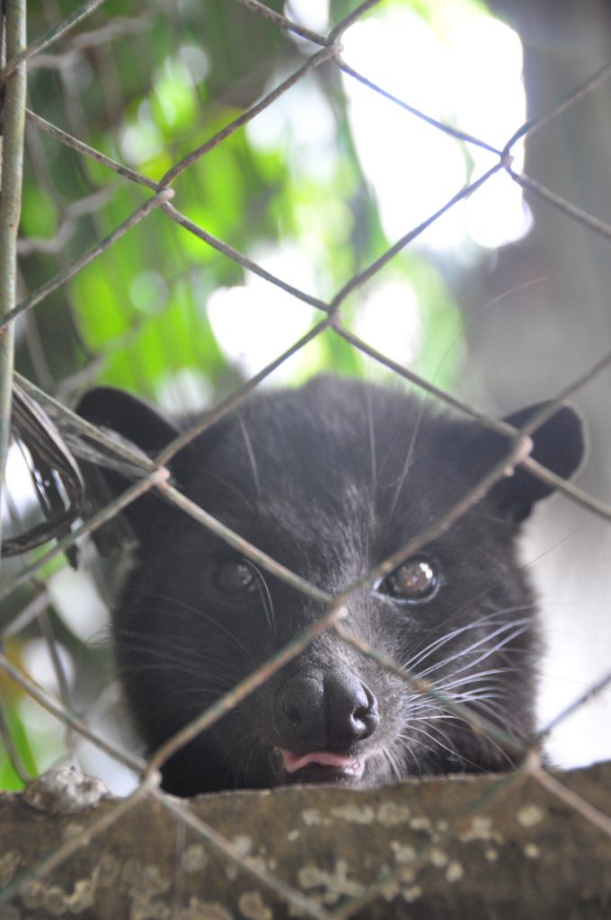 Luwak Coffee Bali