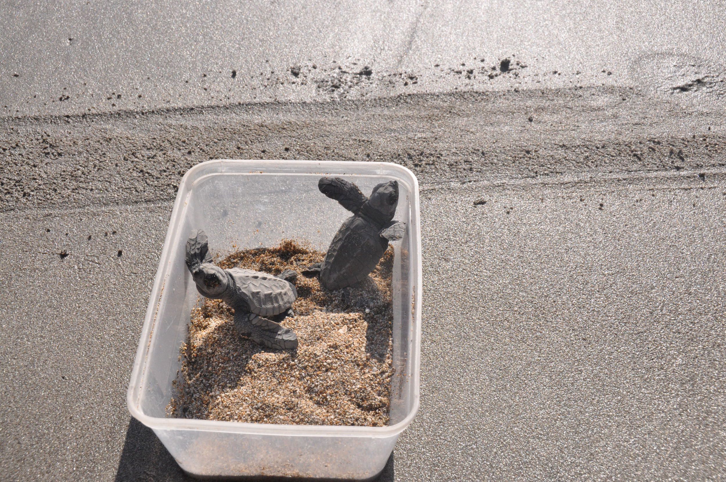 Releasing baby sea turtle Kuta Sea Turtle Conservatory