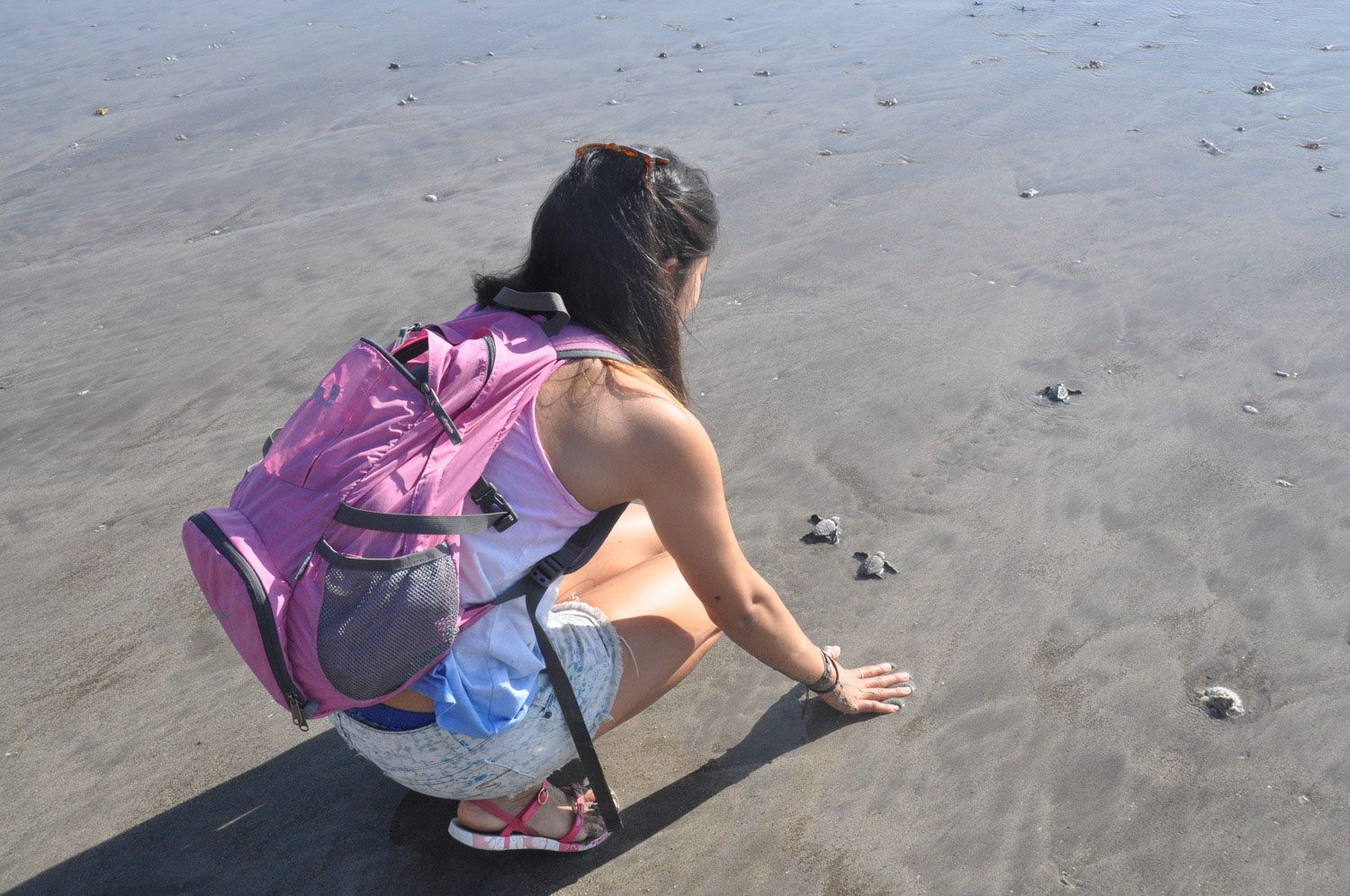 Releasing baby sea turtle Kuta Sea Turtle Conservatory