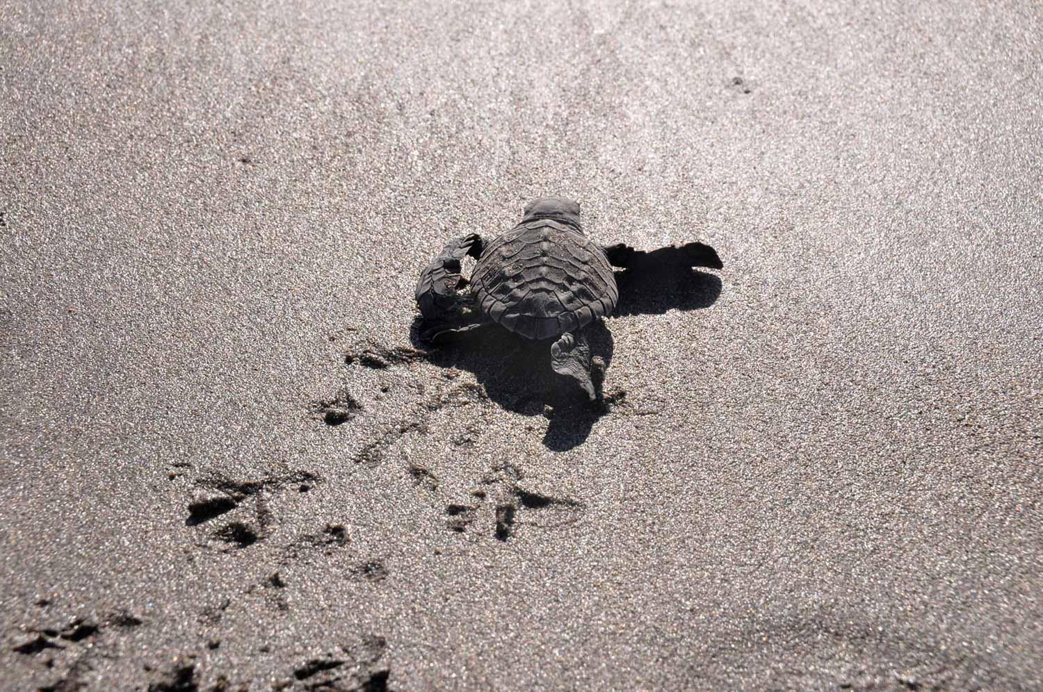Things to do in Bali Release Sea Turtles