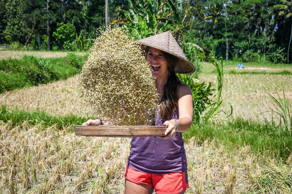 Things to do in Bali harvesting rice