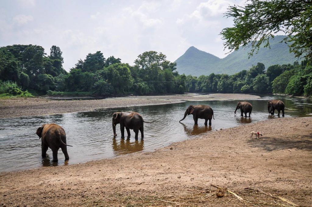 ElephantsWorld Kanchanaburi Bangkok Thailand