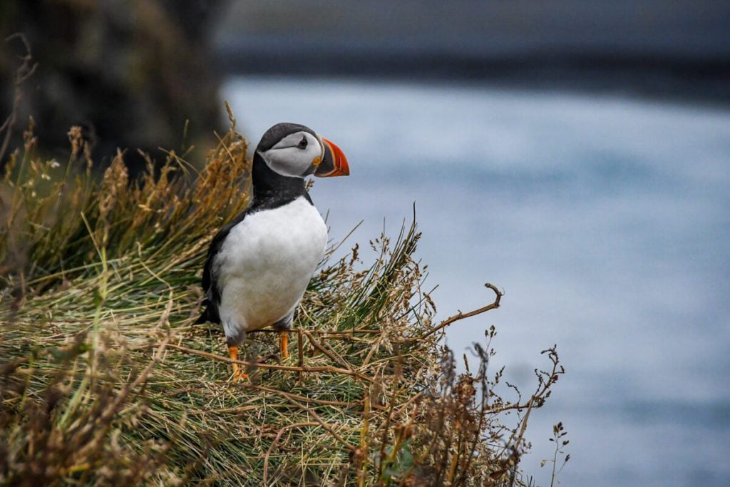 Puffin in Iceland