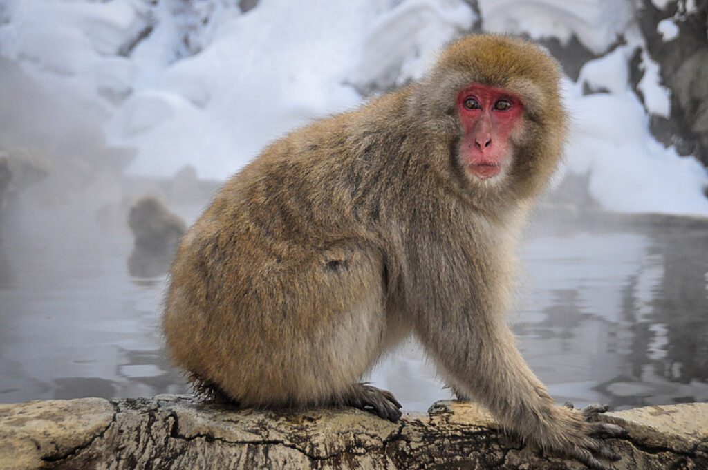 Winter in Japan snow monkeys