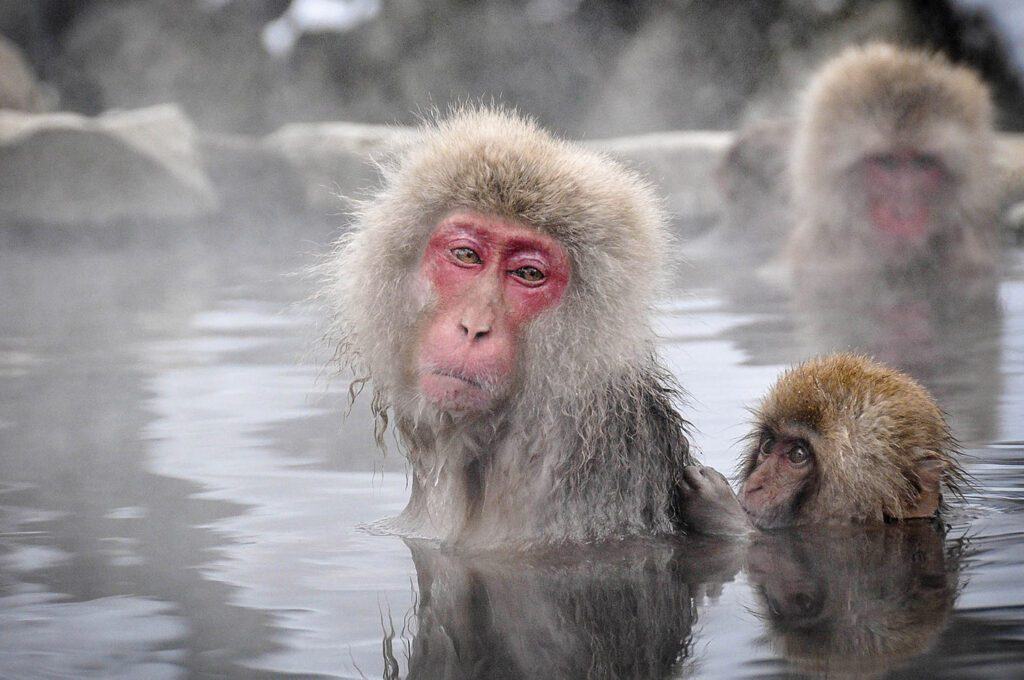 Snow monkeys in Japan