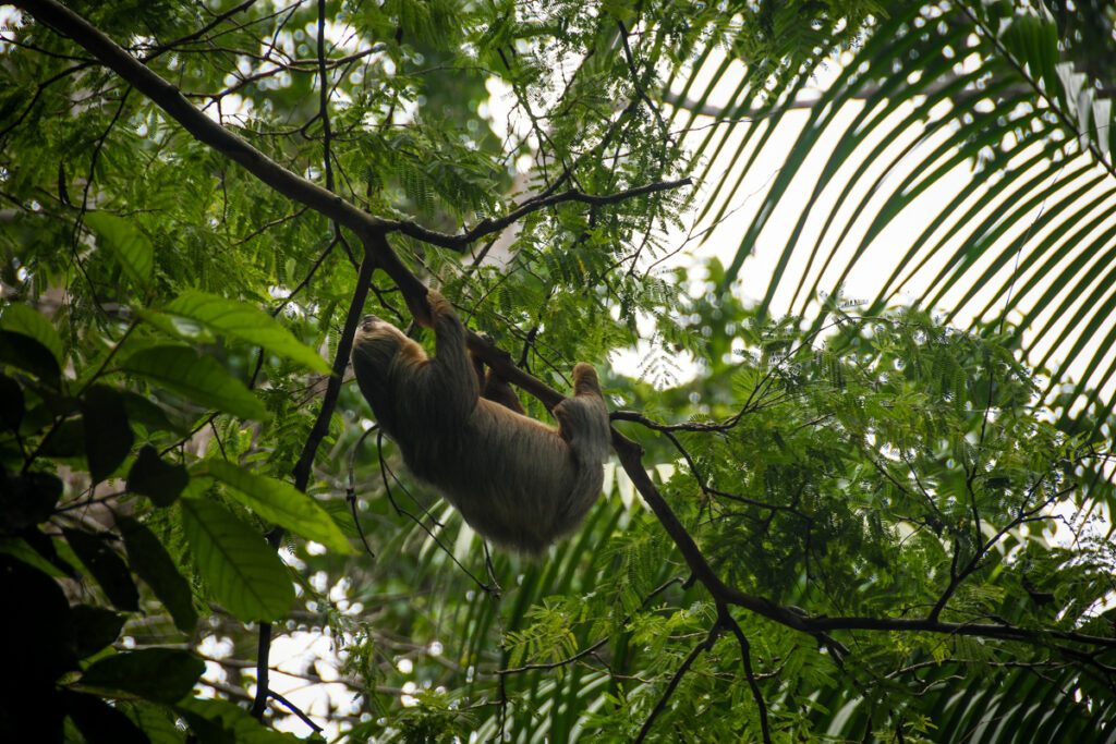 Puerto Viejo Costa Rica