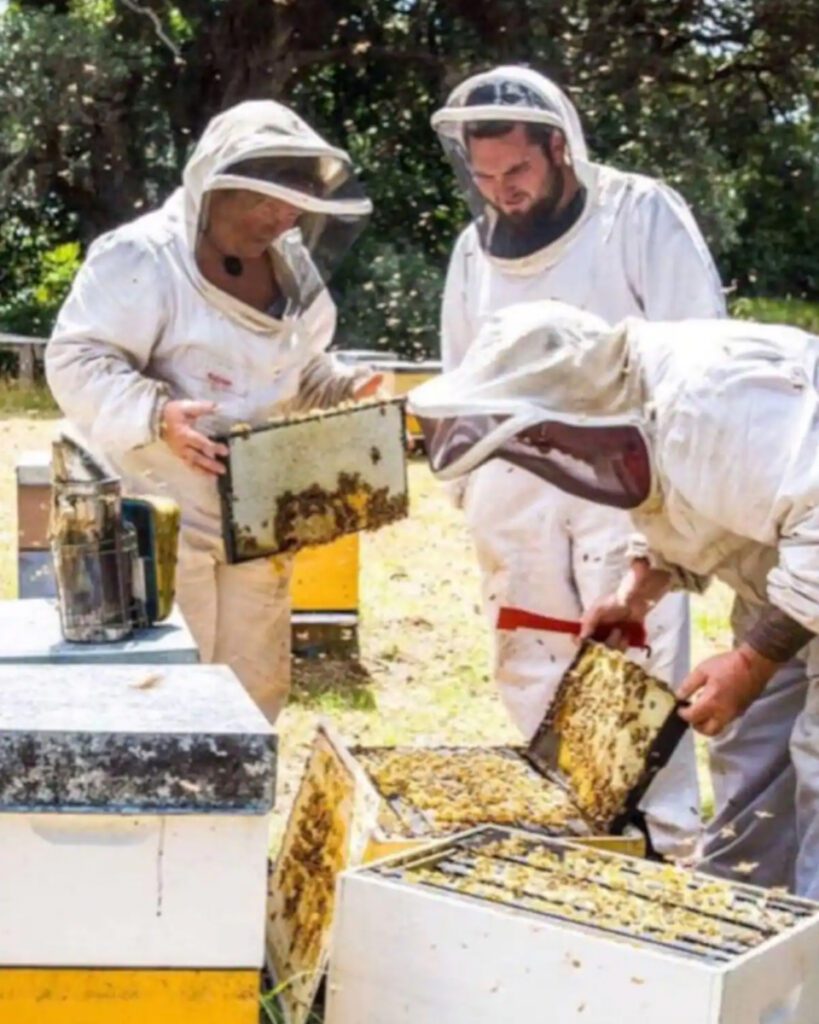 Beekeeper for a day (Airbnb)