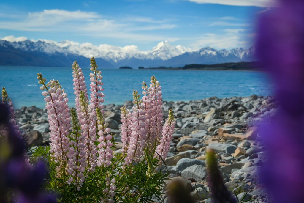Lupin Lake Pukaki Things to do in New Zealand