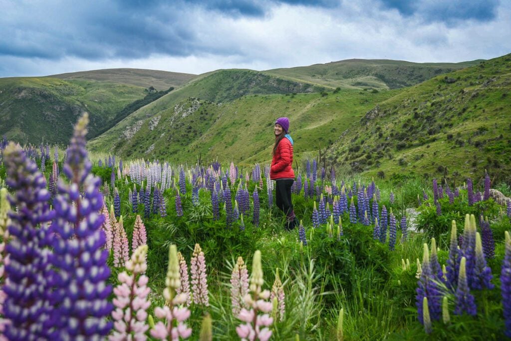 Lupin Field New Zealand