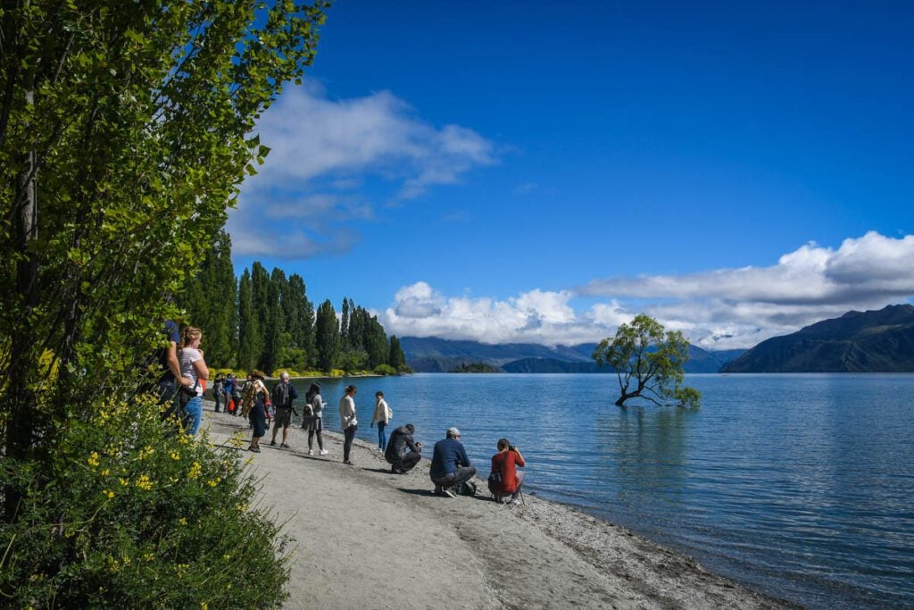 Wanaka Tree Things to do in New Zealand