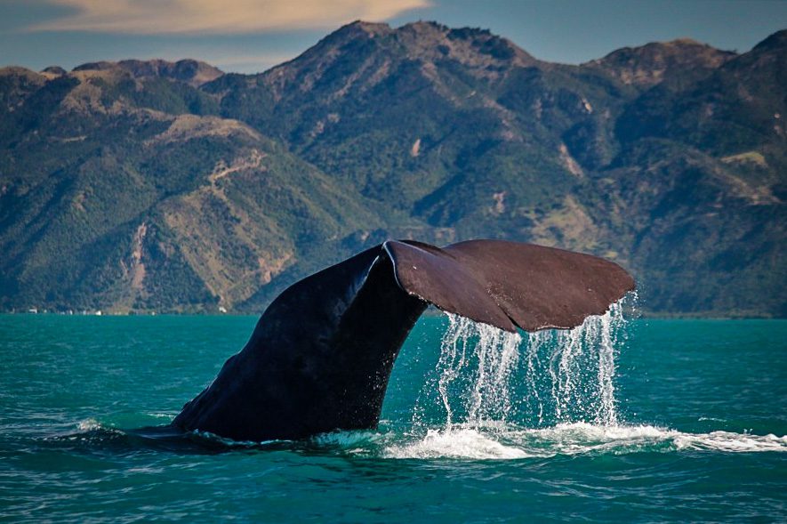 Whale watching Kaikoura things to do in New Zealand