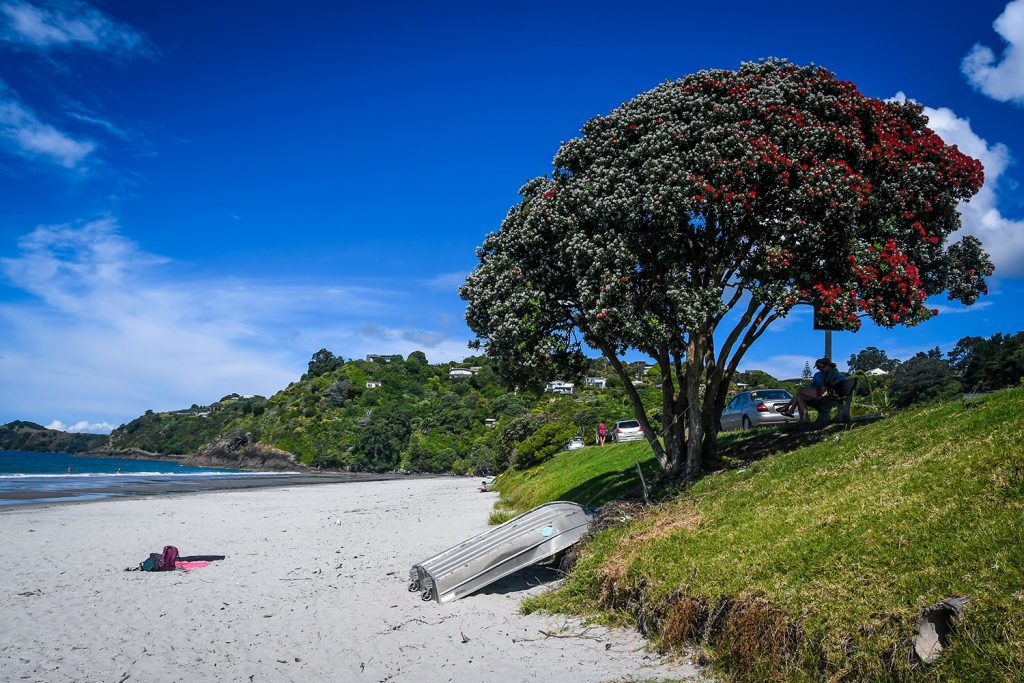 Waiheke Island North Island New Zealand