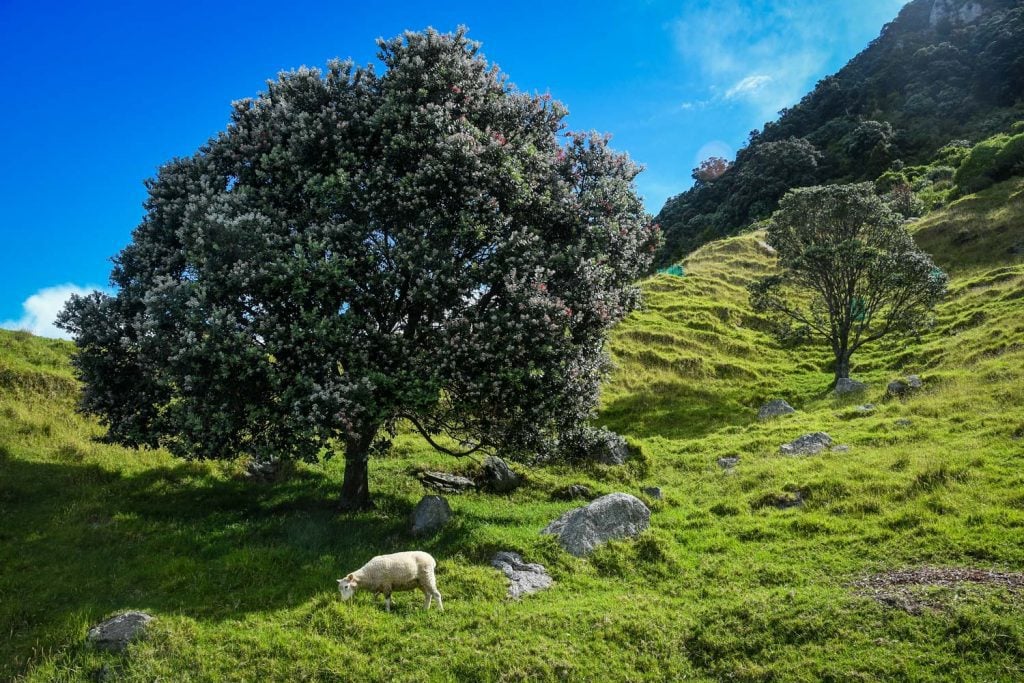 Mount Maunganui (Mauao) Hike North Island New Zealand