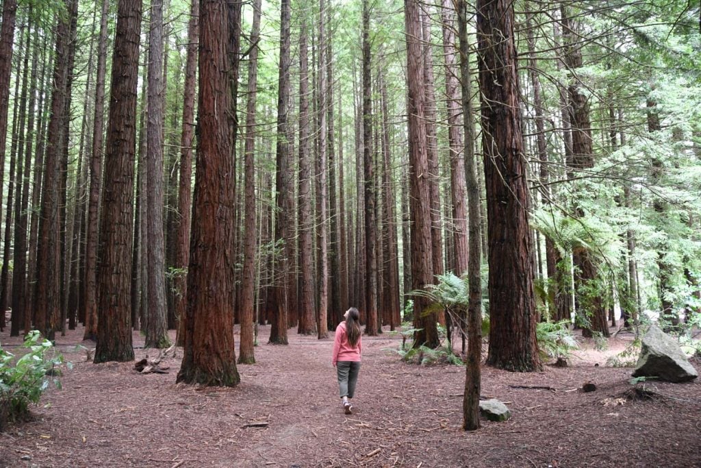 The Redwoods – Whakarewarewa Forest