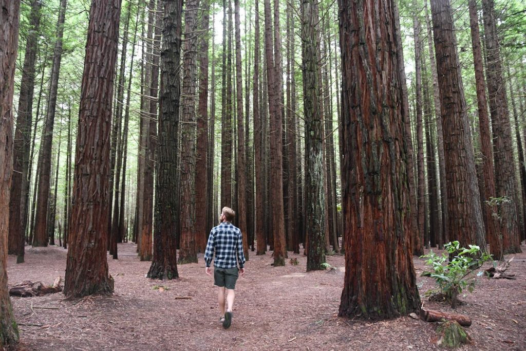 The Redwoods Whakarewarewa Forest