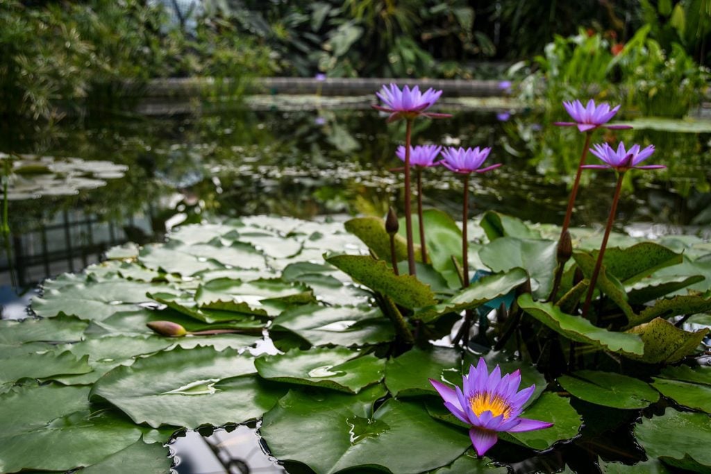 Wellington Botanical Gardens North Island New Zealand