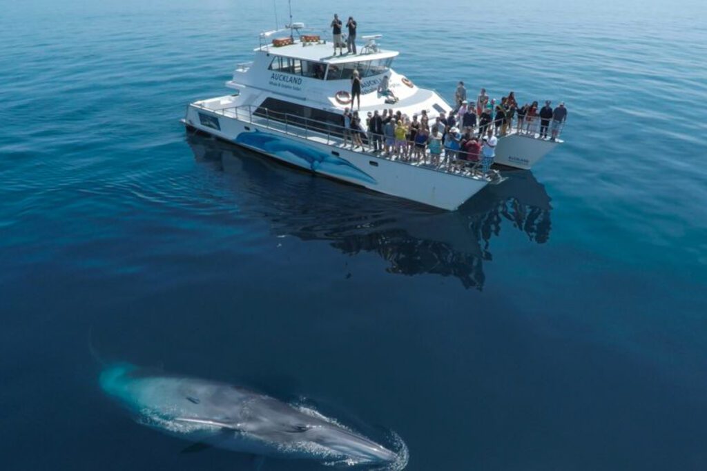 whale watching (GYG)