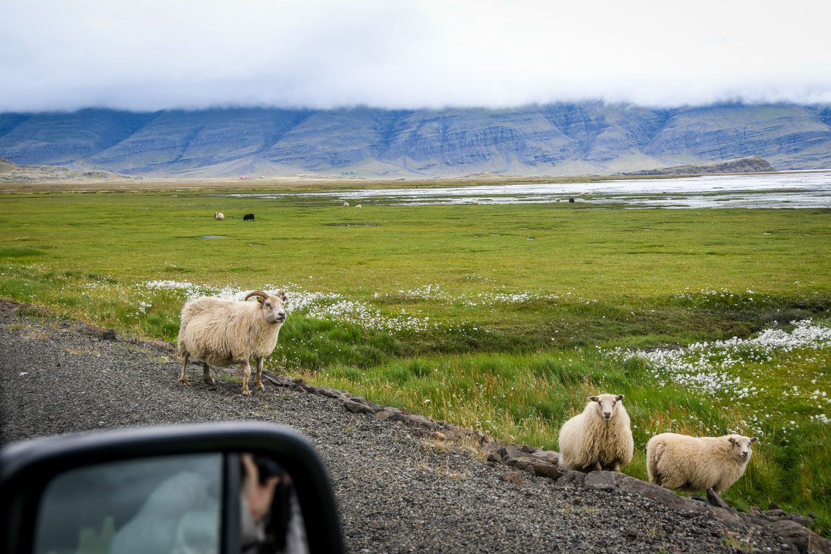 Iceland Car Rental | Sheep in the Road