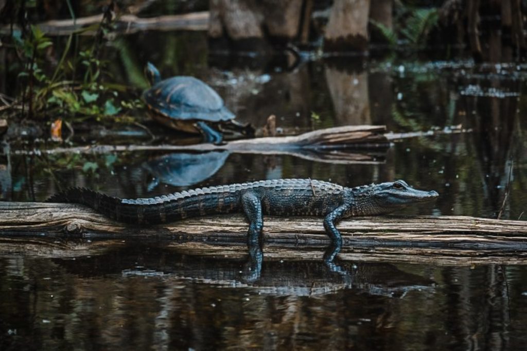 Southern Florida Road Trip