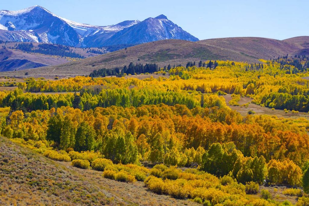 Fall colors at Conway Summiton CA Route 395