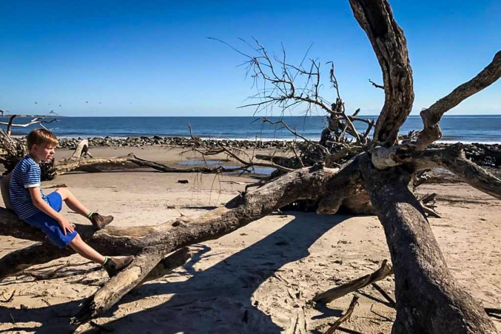 Driftwood Beach on Georgia coast