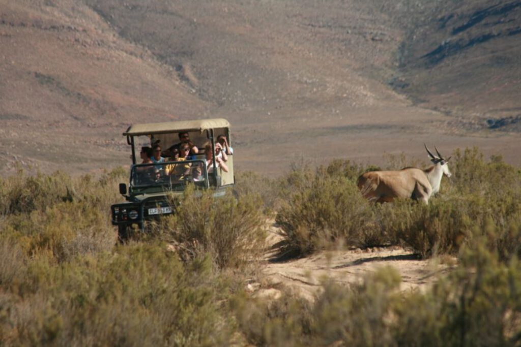 Aquila with Game Drive (GYG)