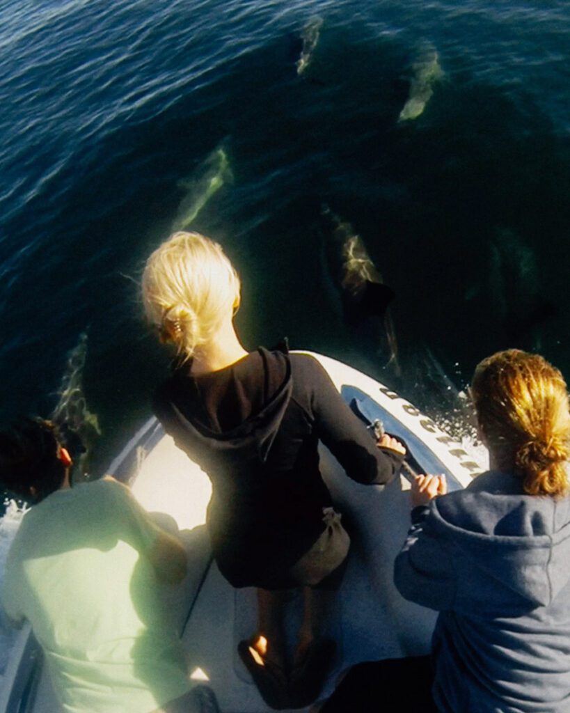 Ocean Wildlife Encounter (Airbnb)