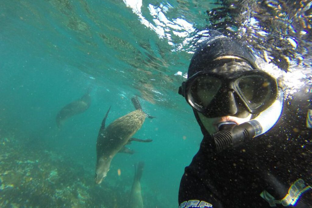 Snorkeling with seal (GYG)