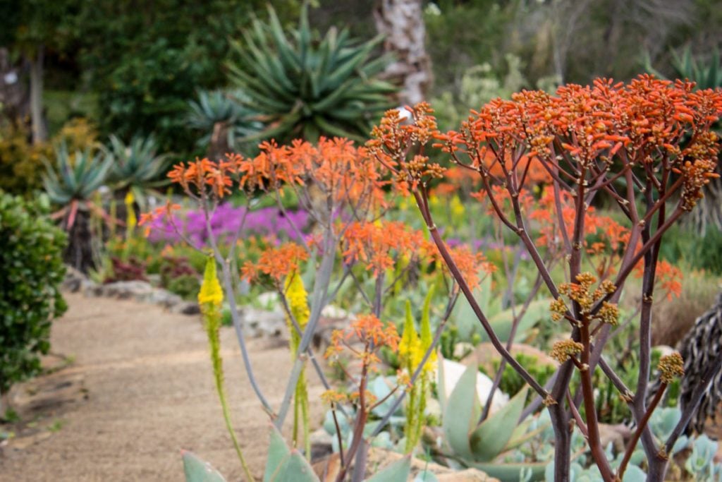 Kirstenbosch Botanical Gardens Cape Town