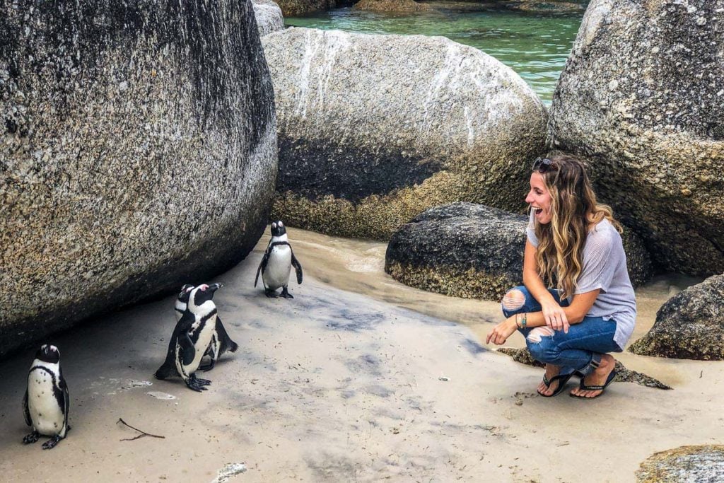 penguins at Boulders Beach Cape Town