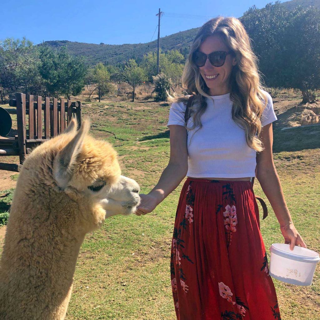 Alpaca farm near Cape Town