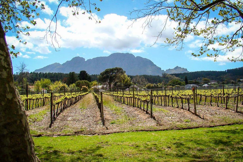 Cape winelands