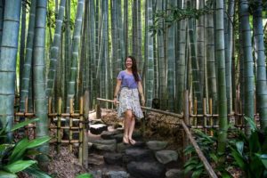 Bamboo forest in Japan