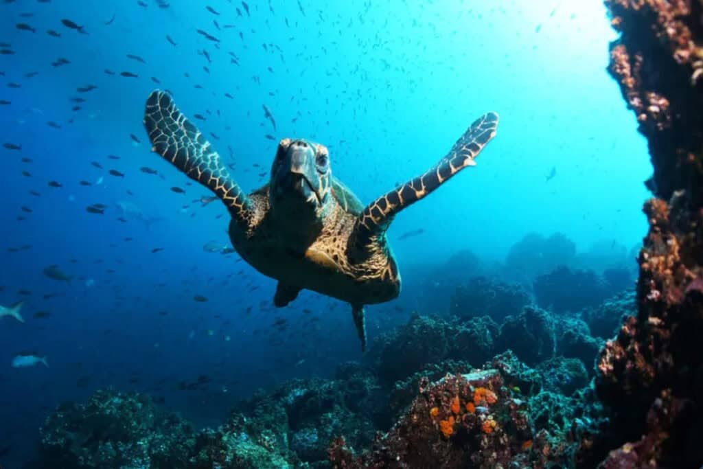 Galapagos-Seaturle-Liveaboard