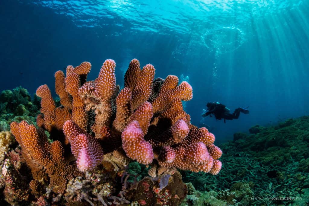 Scuba diving in Bunaken Indonesia (Christian Gloor - Flickr)