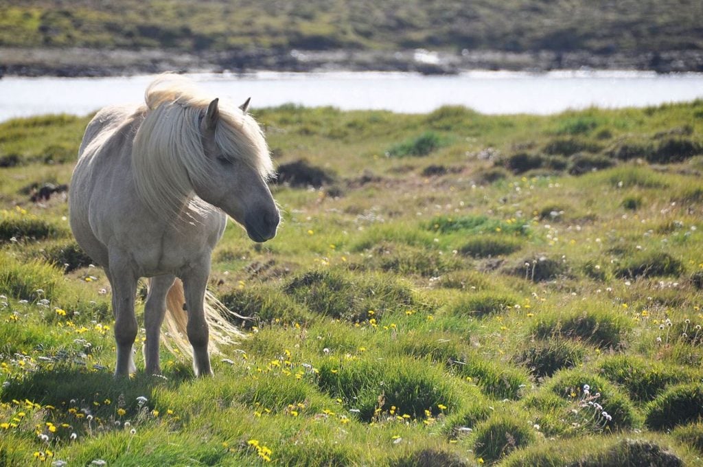 Horse in Iceland