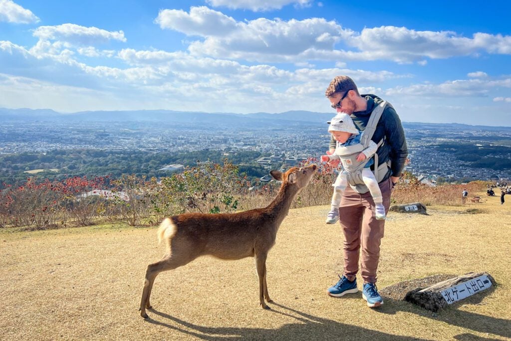 Nara deer Japan