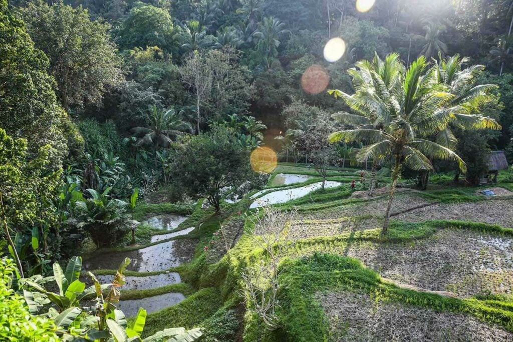 Rice fields Bali