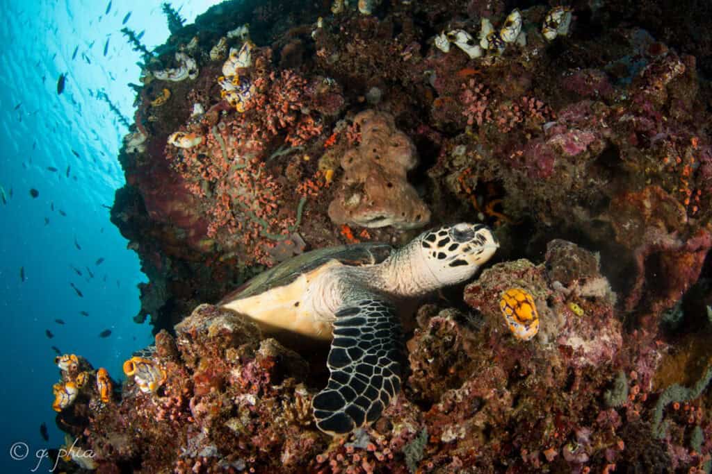 Scuba diving in Indonesia (Q. Phia - Flickr)