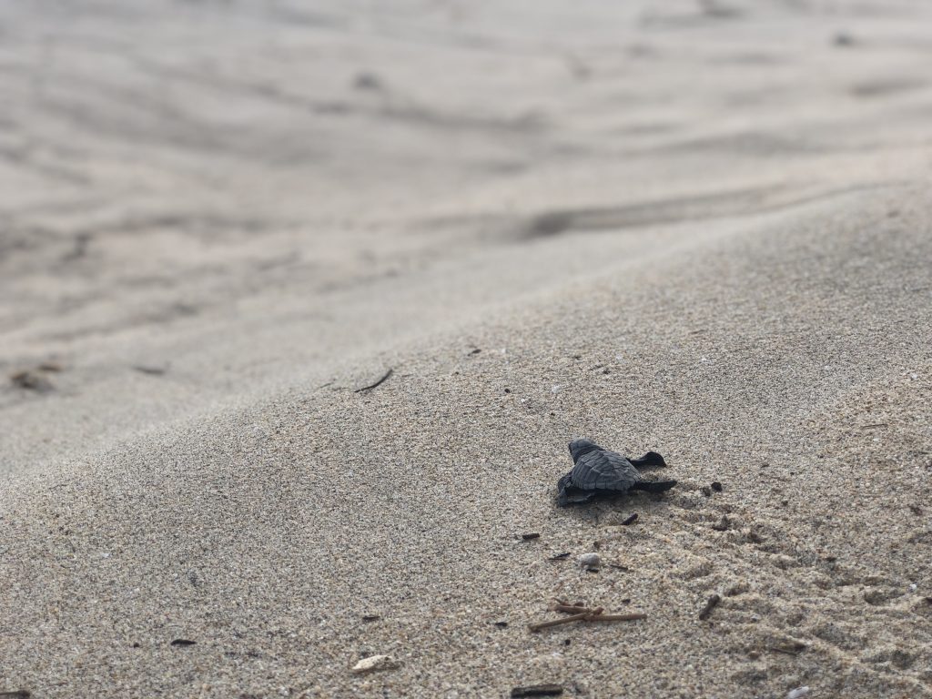 Baby Turtle Release